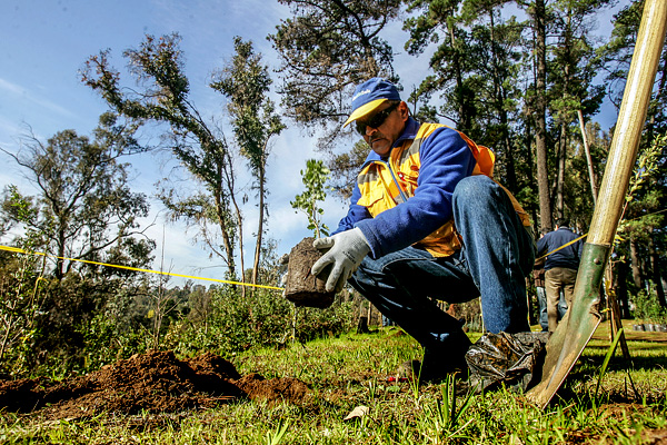 ¿Cuántos árboles hay que plantar para realmente contrarrestar los efectos del cambio climático?