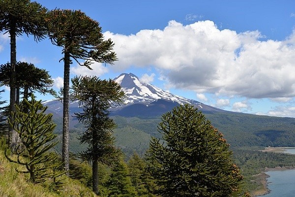 Impulsan creación de Reserva de la Biósfera en cordillera de Nahuelbuta