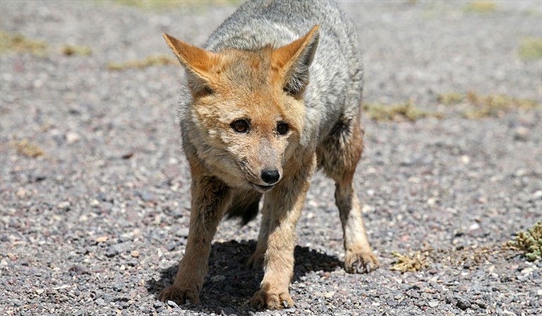 Zorros culpeo comen vidrio, plástico y maníes en Parque Torres del Paine