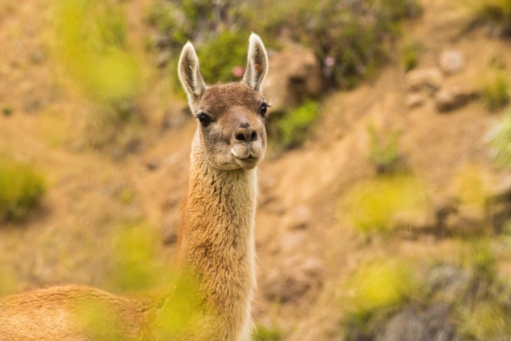 Reintroducir guanacos en la RM: el plan maestro de investigadores para salvar al bosque nativo