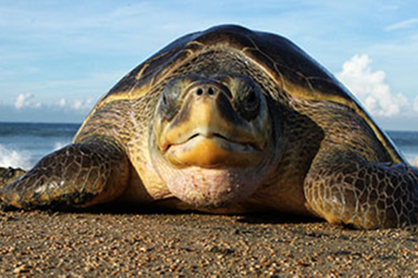 Chile: preocupación a ocho meses de la desaparición de las tortugas marinas de Arica