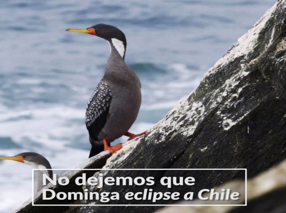 Alianza Humboldt reitera llamado con nuevo video:  “No dejemos que Dominga eclipse a Chile”