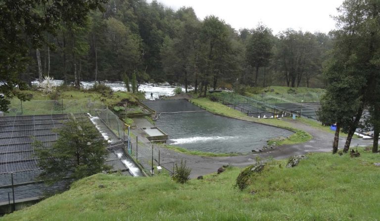 SMA aplica sanción de $260 millones a Piscícola Entre Ríos