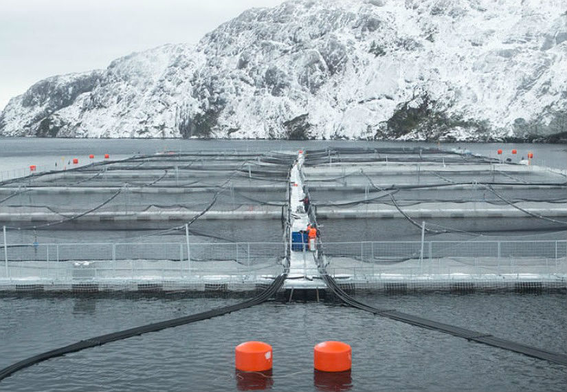 Gobierno presentará denuncias ante la SMA y Ministerio Público contra salmonera Nova Austral