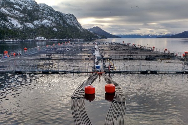 La otra polémica de Nova Austral: ambientalistas cuestionan la relocalización de cultivos de la salmonera en aguas de la Reserva Nacional Kawésqar