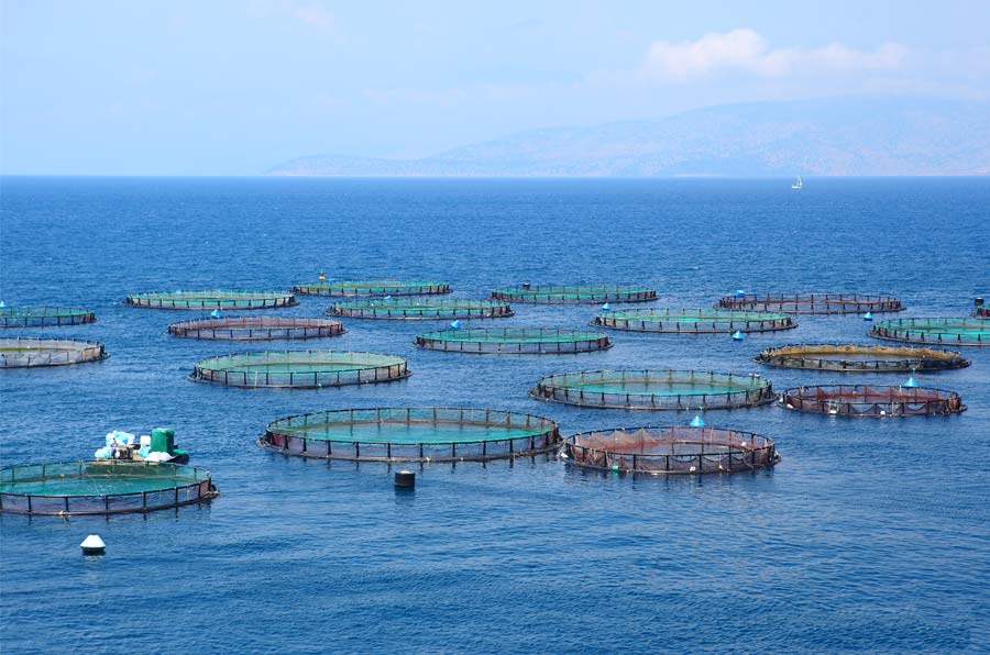 Estudio cuestiona transición azul de la industria chilena del salmón