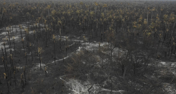 Estiman que incendios en Amazonía boliviana arrasaron con 40 mil árboles de maderas preciosas