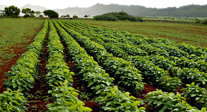 El planeta necesita un cambio del modelo alimentario para combatir la crisis climática