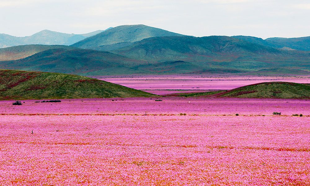 Conaf descartó el Desierto Florido para este año por falta de lluvias
