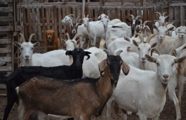 Ganadería de Petorca en estado terminal