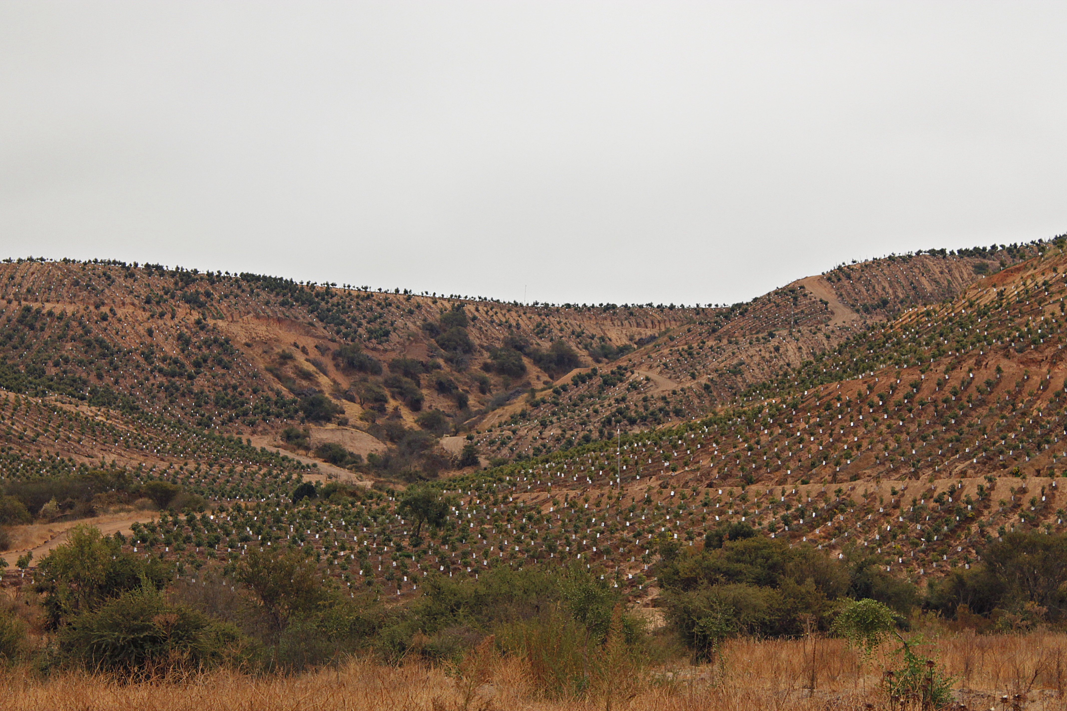 CONAF en la mira de la Contraloría por autorización de 3 planes de manejo para talar bosque nativo con fines agrícolas