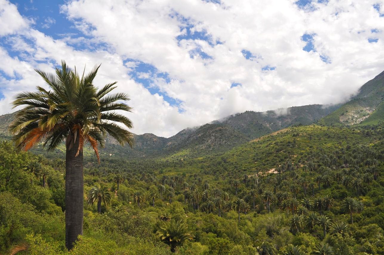 Los bosques se secan: 70% del bosque esclerófilo de Santiago estaría afectado