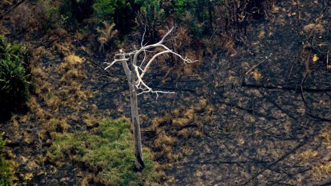 Declaración del Comité Sudamericano de la UICN respecto a la crisis de incendios en múltiples ecosistemas naturales Sudamericanos