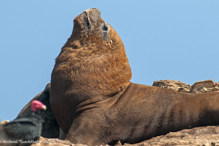 Autoridades reciben quinta denuncia por matanza de lobos marinos en  salmoneras – Fundación Terram