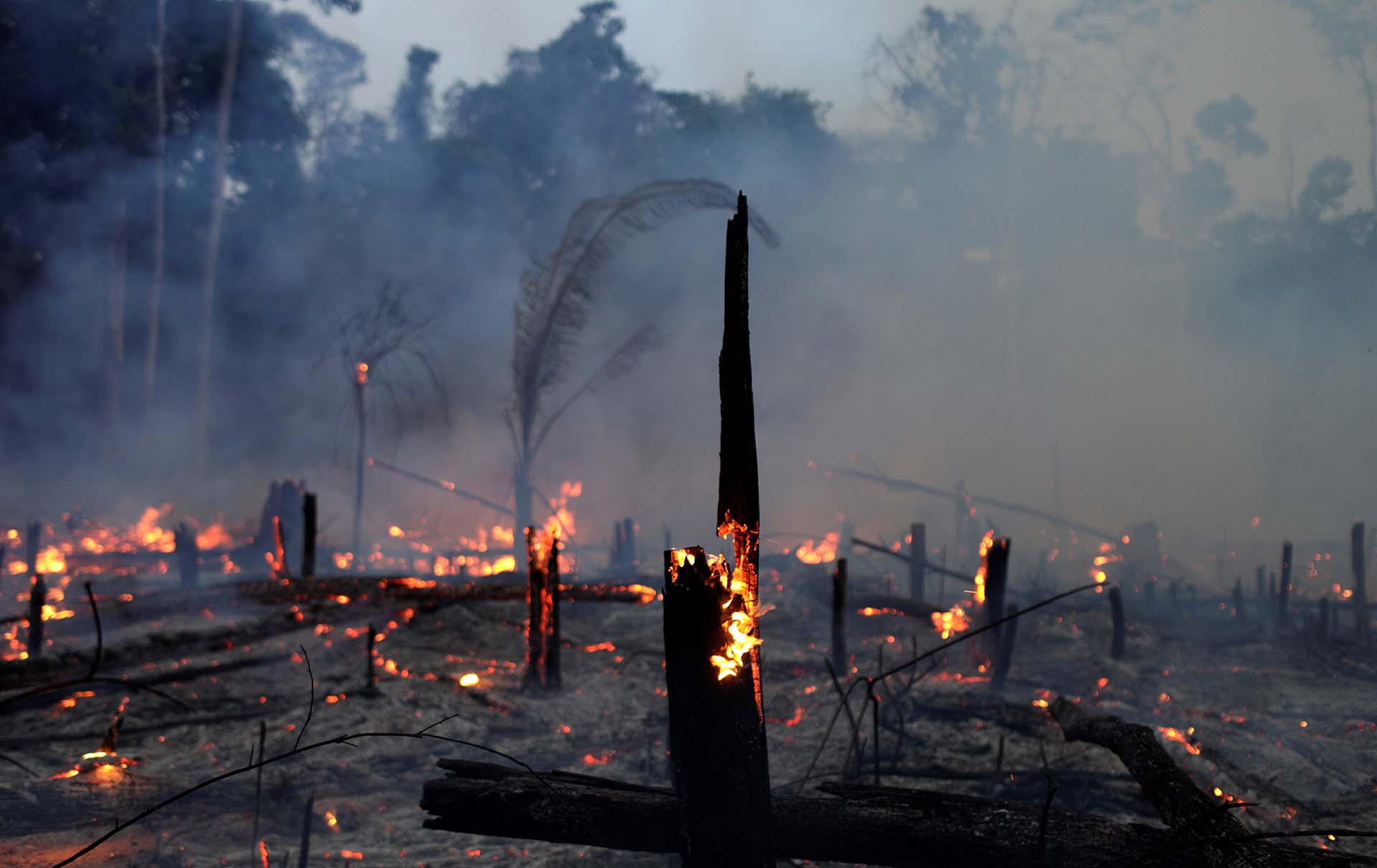 Advierten “pérdida alarmante” de la biodiversidad tropical