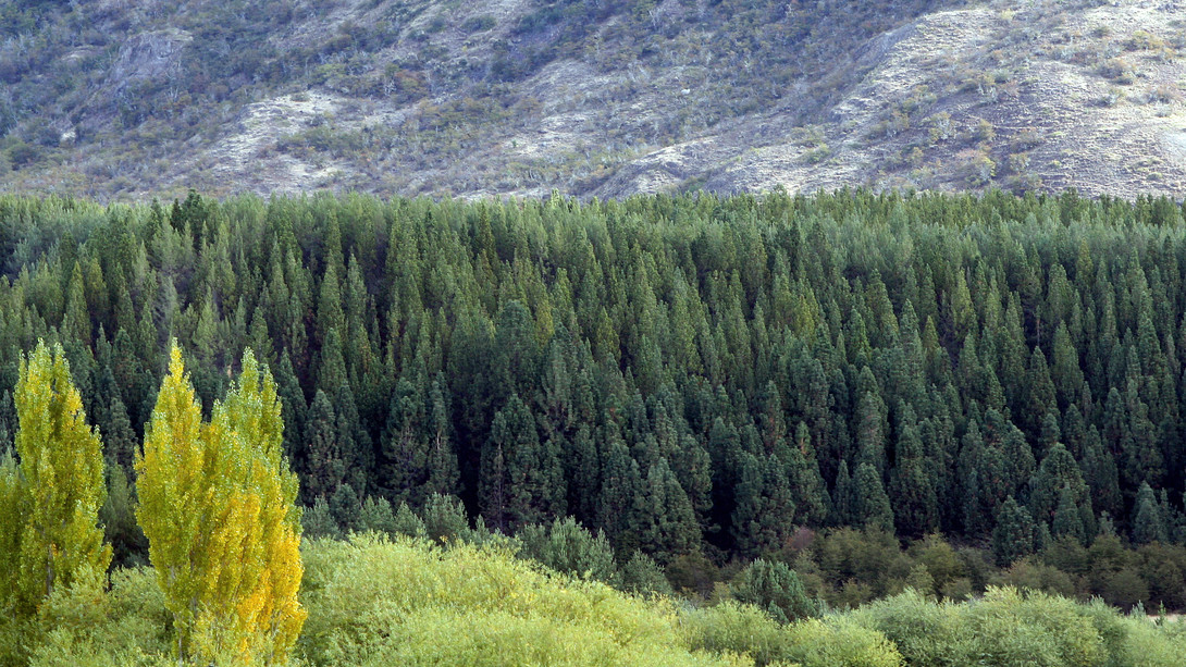 Cambio climático y reforestación: ¿es lo mismo hacerlo con bosque nativo que con pinos y eucaliptus?