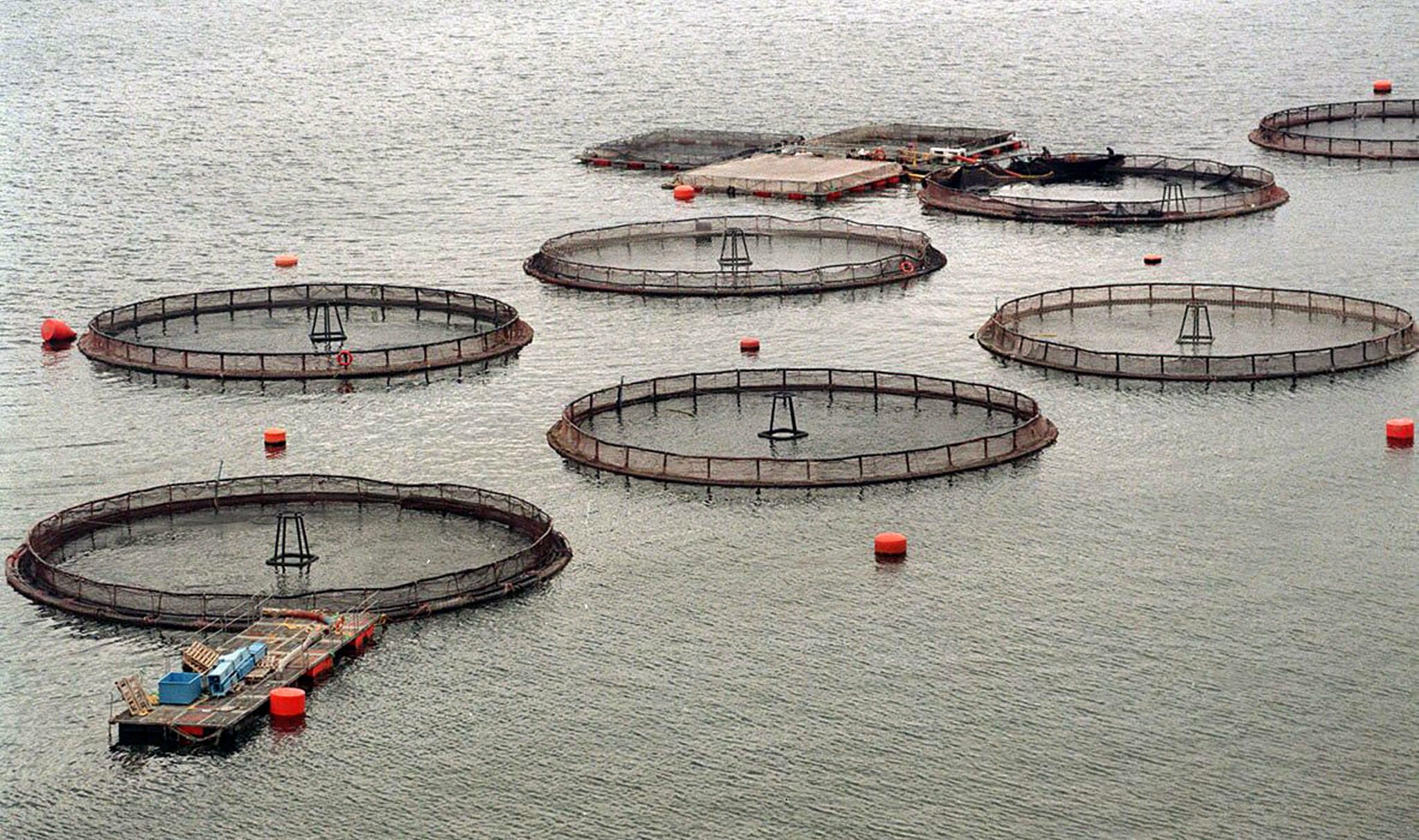 La salmonera Australis, el largo brazo de China para instalarse en la Patagonia