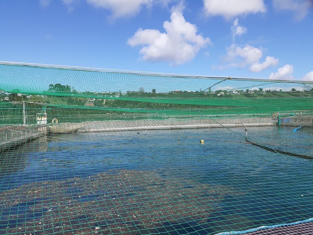 Confirman escape de salmones desde un centro de cultivo en Calbuco