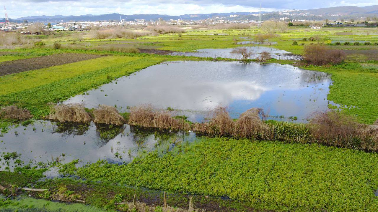Denuncian presiones de dos inmobiliarias para frenar declaración de Santuario del humedal Los Batros