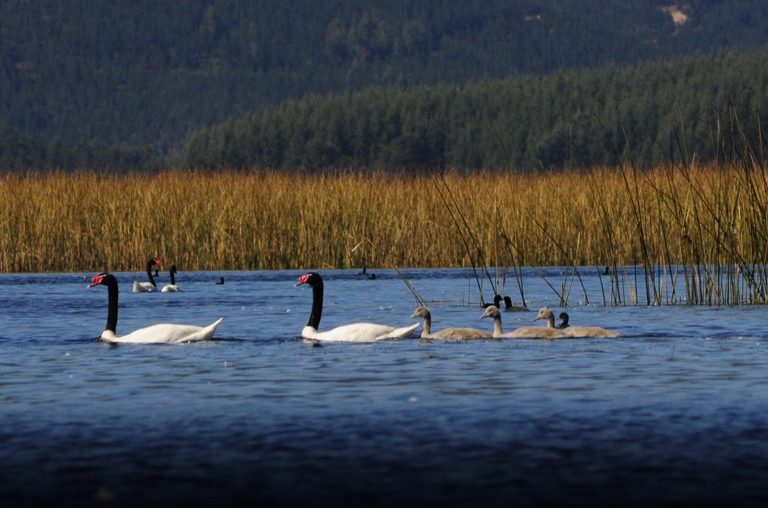 ADN ambiental en Chile: científicos toman muestras de agua para identificar especies