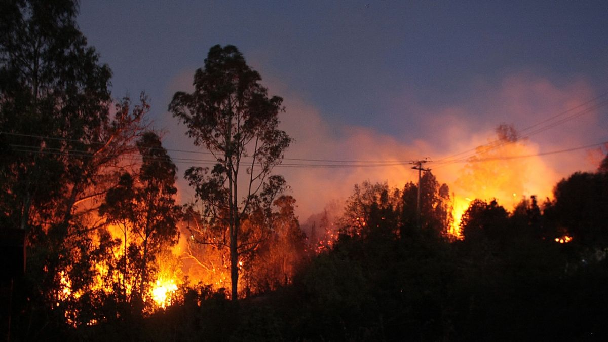 Balance Onemi: 12 incendios forestales se mantienen activos en el país