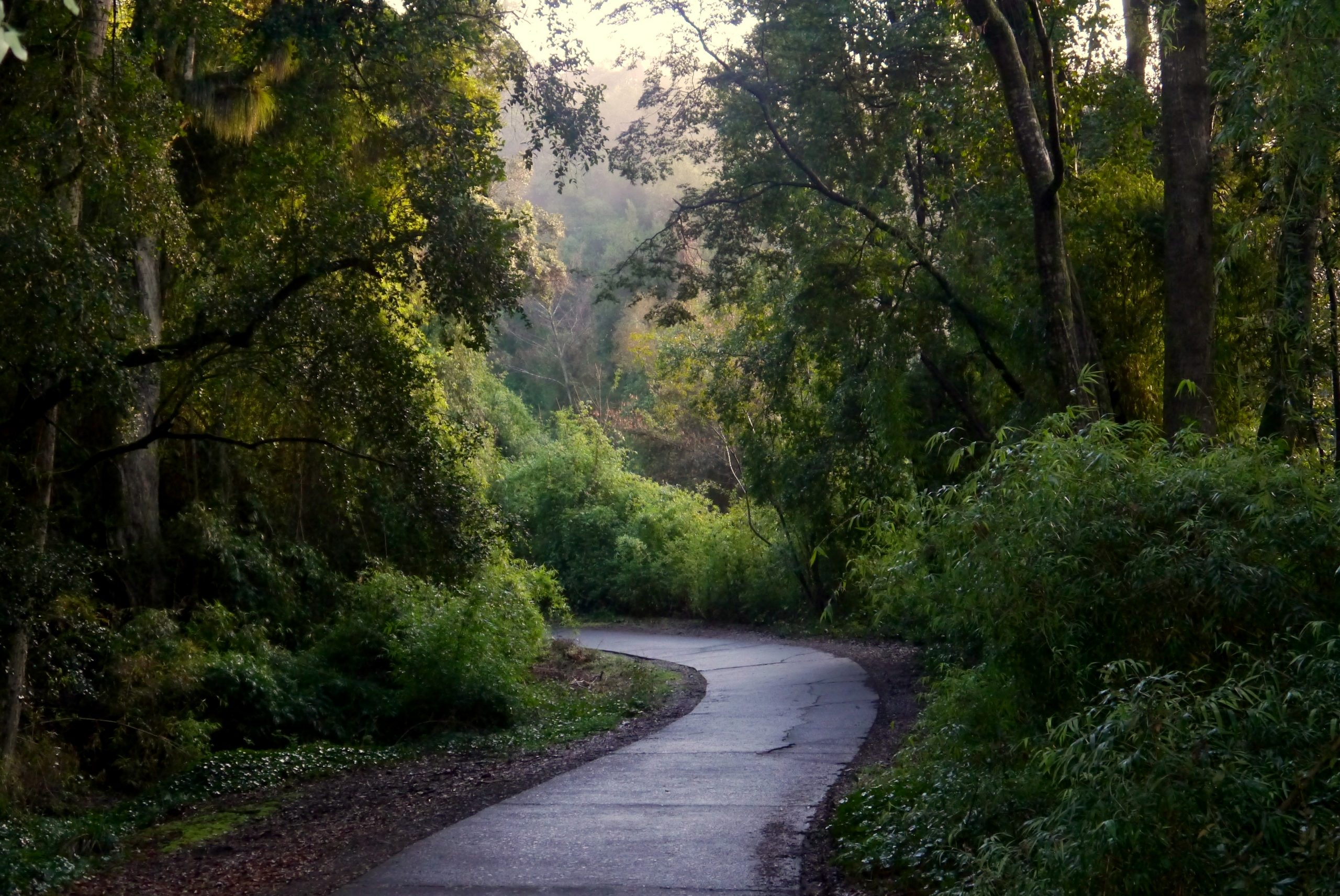 Banco Mundial y Chile firman inédito acuerdo para aumentar secuestro de carbono y reducir emisiones vinculadas a bosques