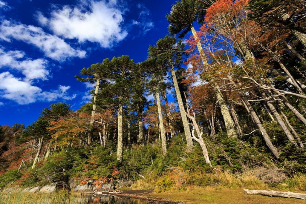 Cambio climático y acceso a la justicia ambiental: los temas clave que se abordarán en una eventual discusión constituyente