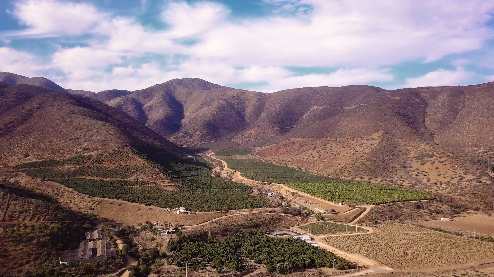 Chile: la expansión de paltos continúa pese a la sequía