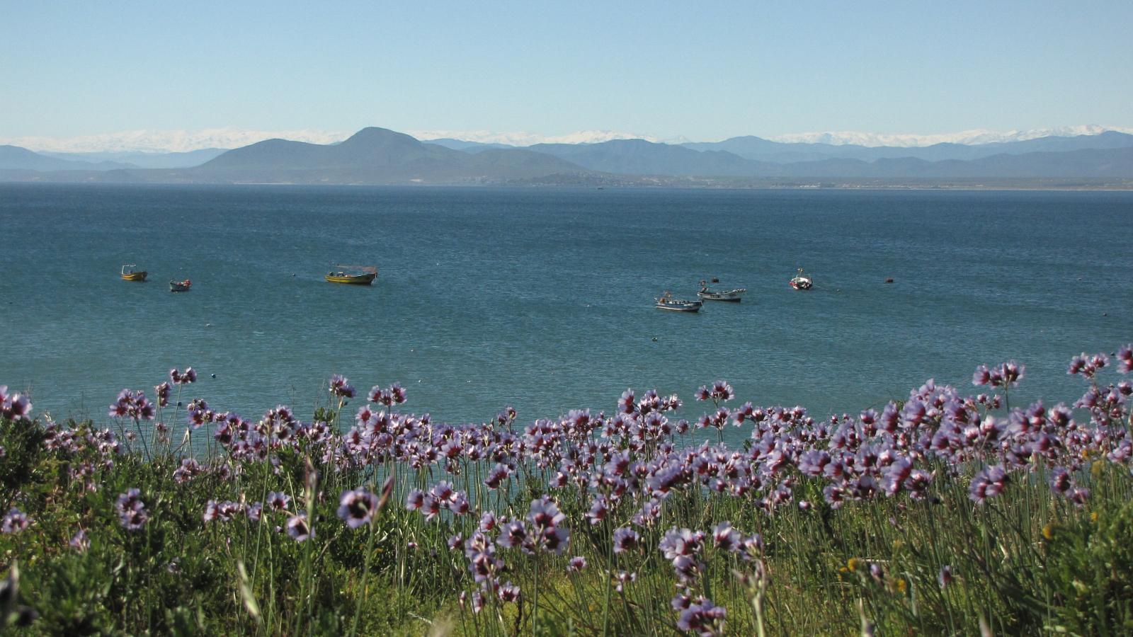 La necesidad de contar con una regulación de la geoingeniería marina en Chile