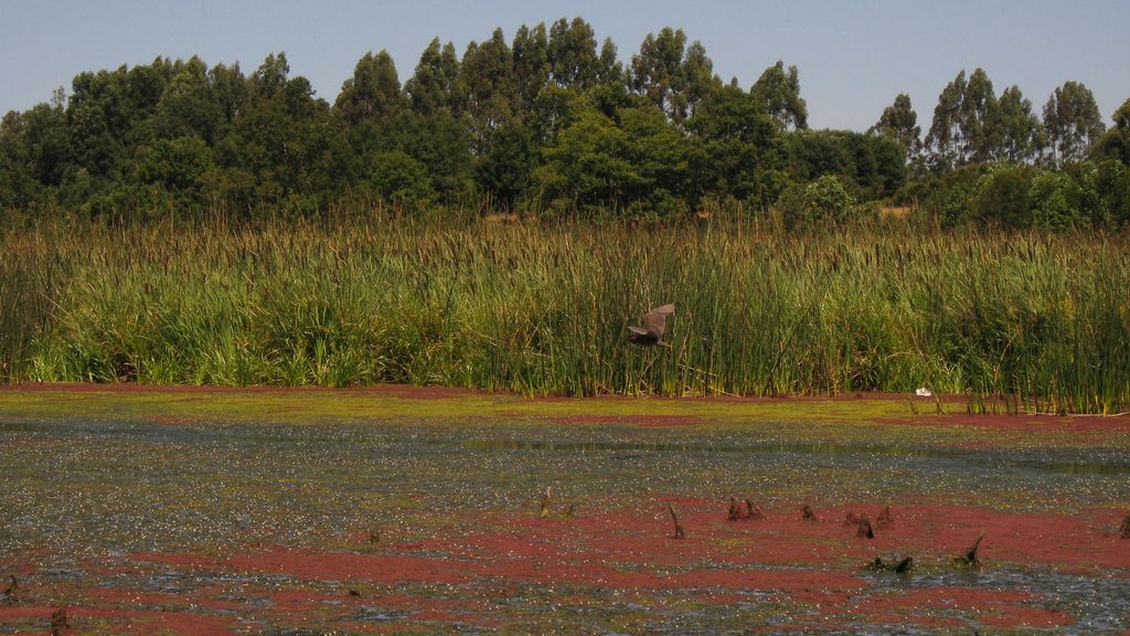 Estudio propone proteger 2 mil hectáreas del humedal Angachilla de Valdivia