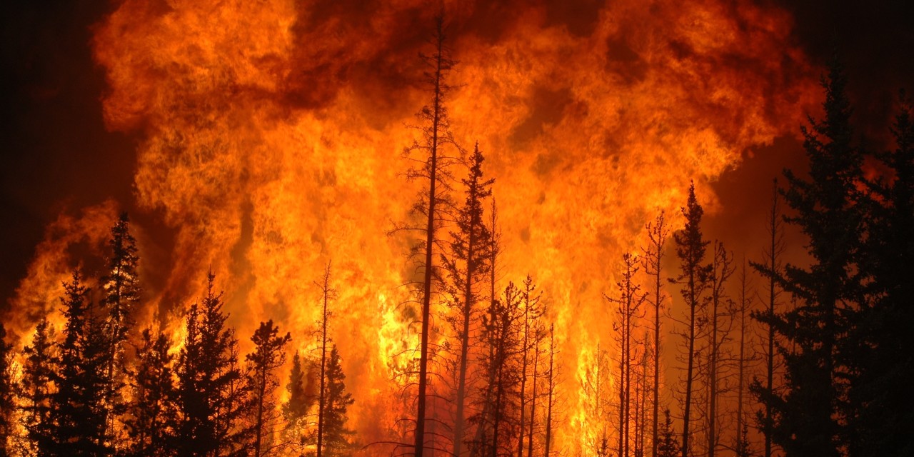 Gigantesco incendio forestal afecta a sector Lonco en Chiguayante