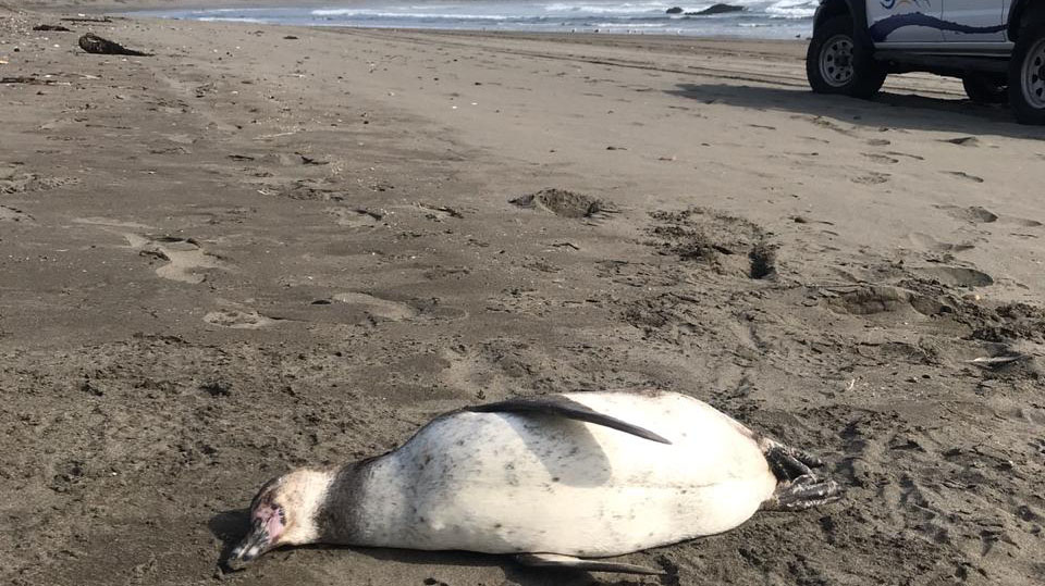 Sernapesca investiga muerte de pingüinos, aves y varamiento de un lobo marino en Concón