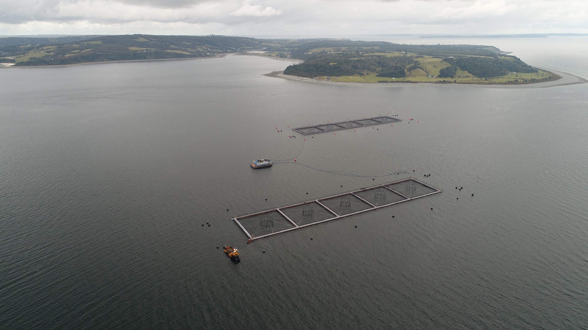 Camanchaca estima en casi US $3 millones las pérdidas por escape de salmones en el sur de Chile