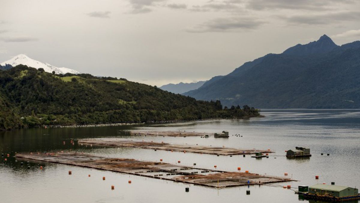 Directora de Sernapesca viaja a Rusia para destrabar prohibición de ingreso de salmones chilenos