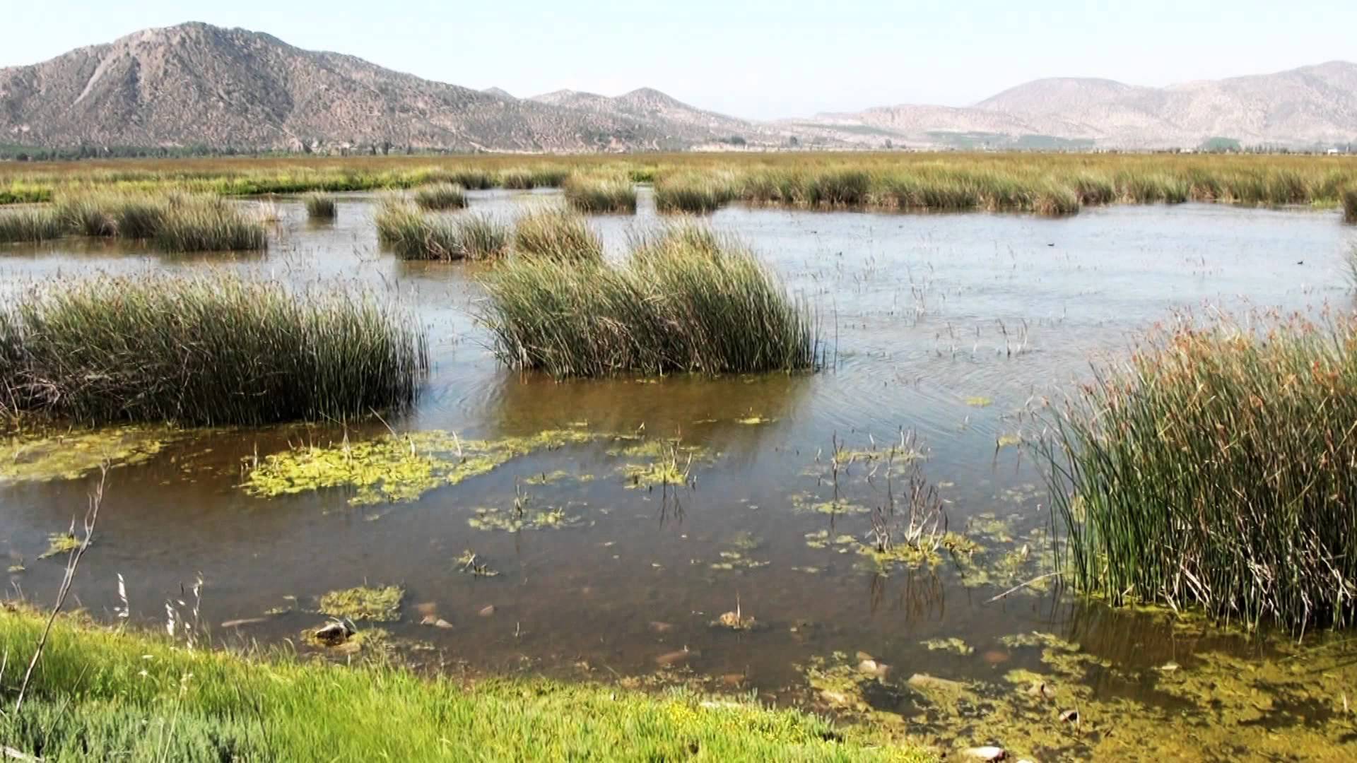 Buscan conservar el Humedal de Batuco a través de un plan piloto con Medio Ambiente