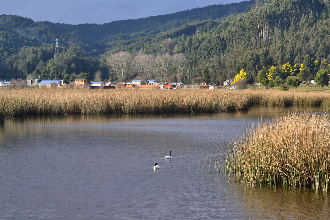 Valdivia es comuna pionera en contar con una Ordenanza de Protección de Humedales