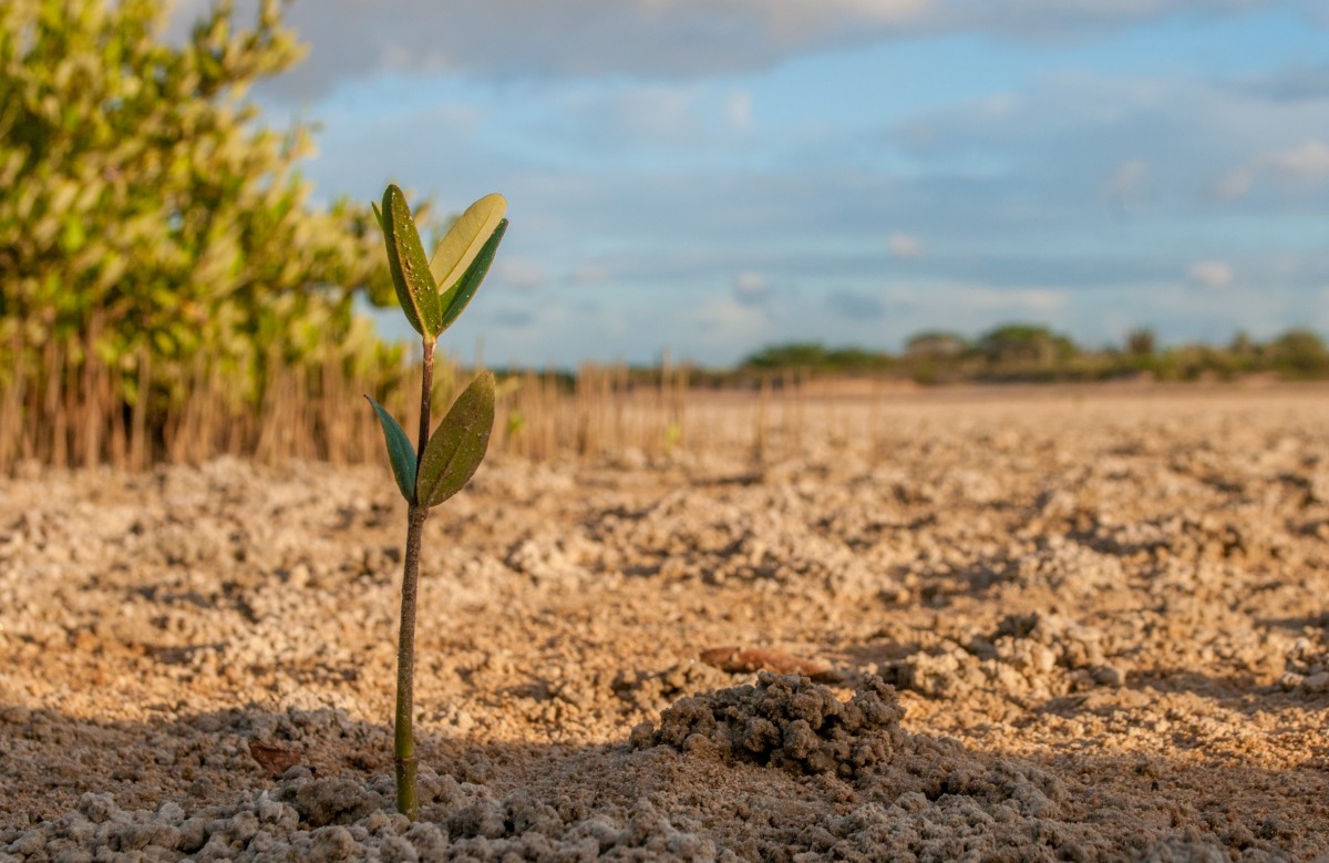 Ley Marco de Cambio Climático: resiliente al clima