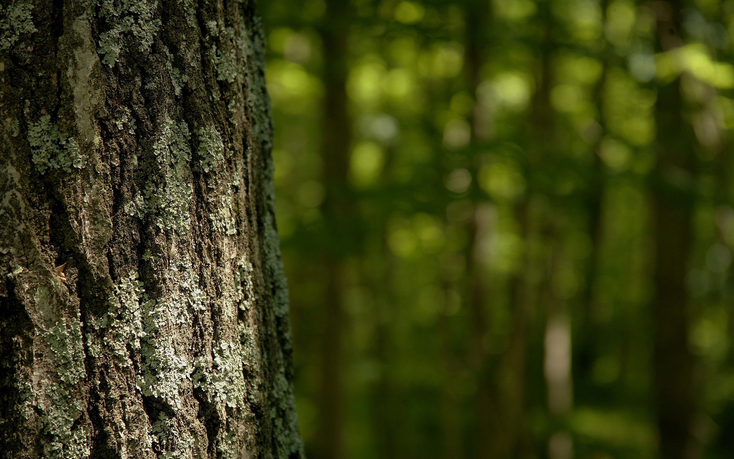 Estudio de la ONU sobre relación del agua con la masa forestal exige una política nacional de investigación en Chile