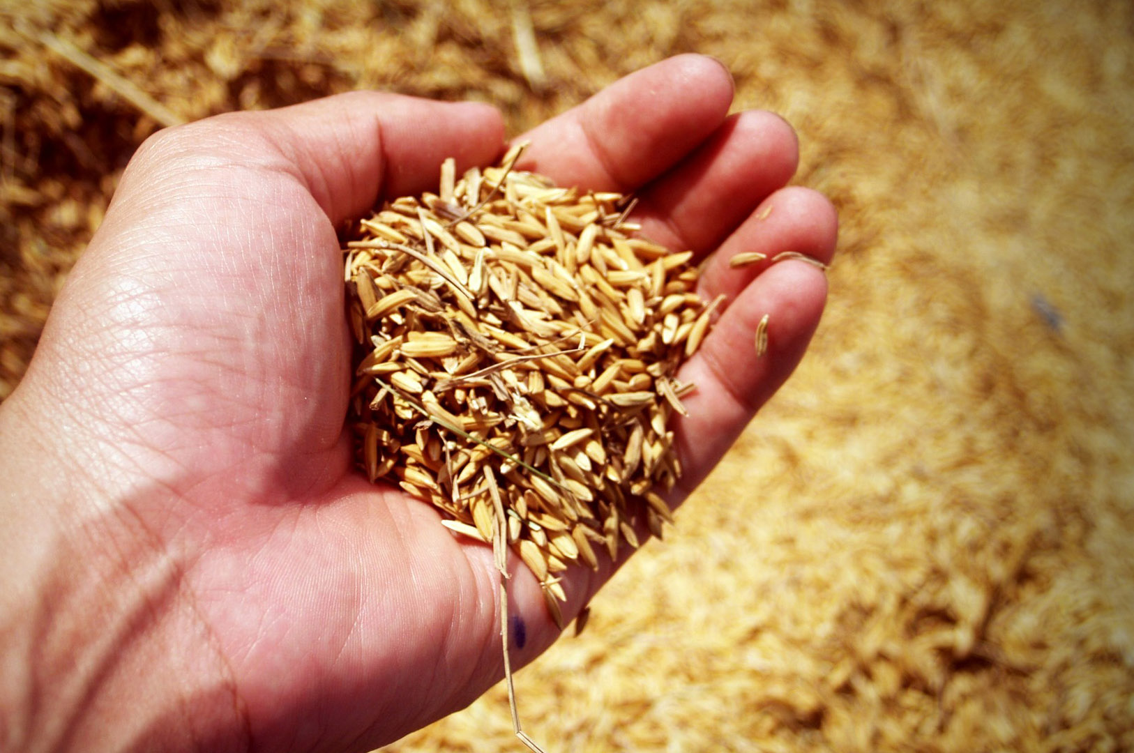 Empresa chilena busca generar energías renovables a partir de cáscaras de arroz