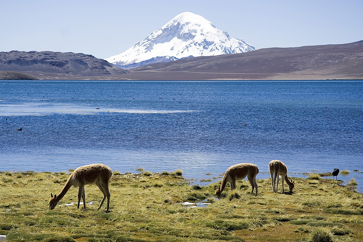 Camión que transportaba petróleo volcó al interior del Parque Nacional Lauca