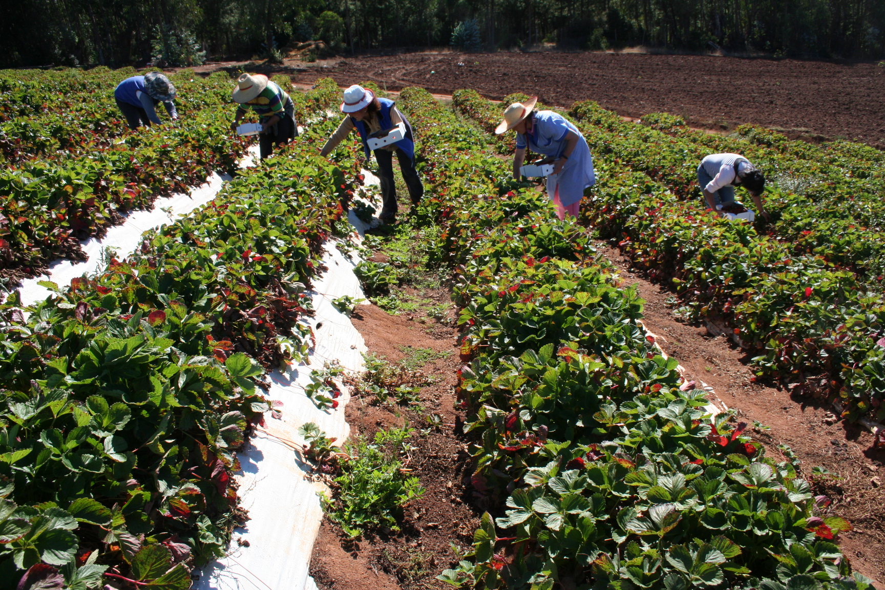 FAO: “Si Chile no hace los cambios que tiene que hacer, ya no habrá agricultura”