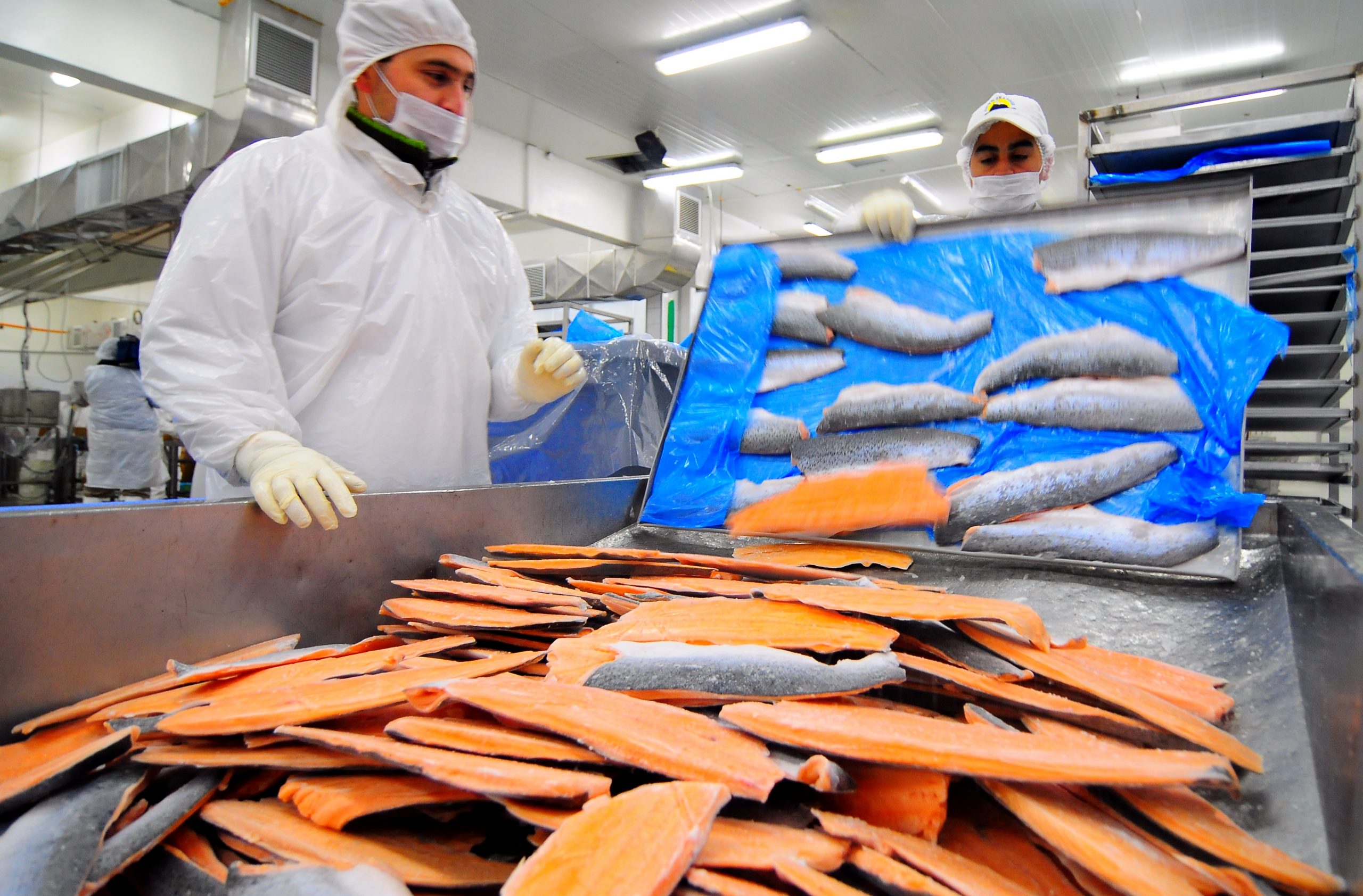 AquaChile concreta despido de trabajadores en plantas de Quellón