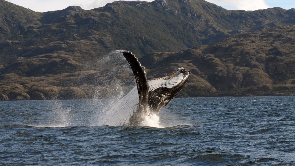 Científicos exploran el lugar más remoto de Chile en busca de crías de ballenas en peligro crítico de extinción