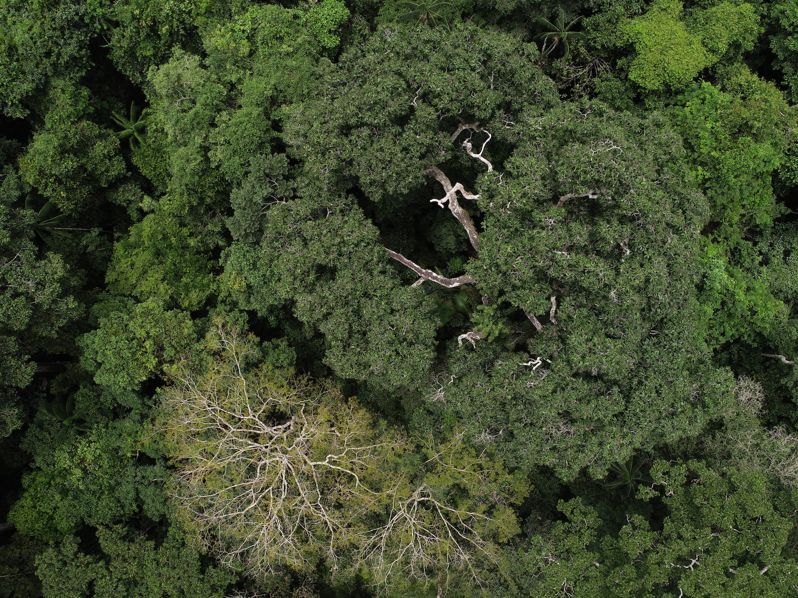 Día Internacional de los Bosques: comunidades, aliadas en su conservación