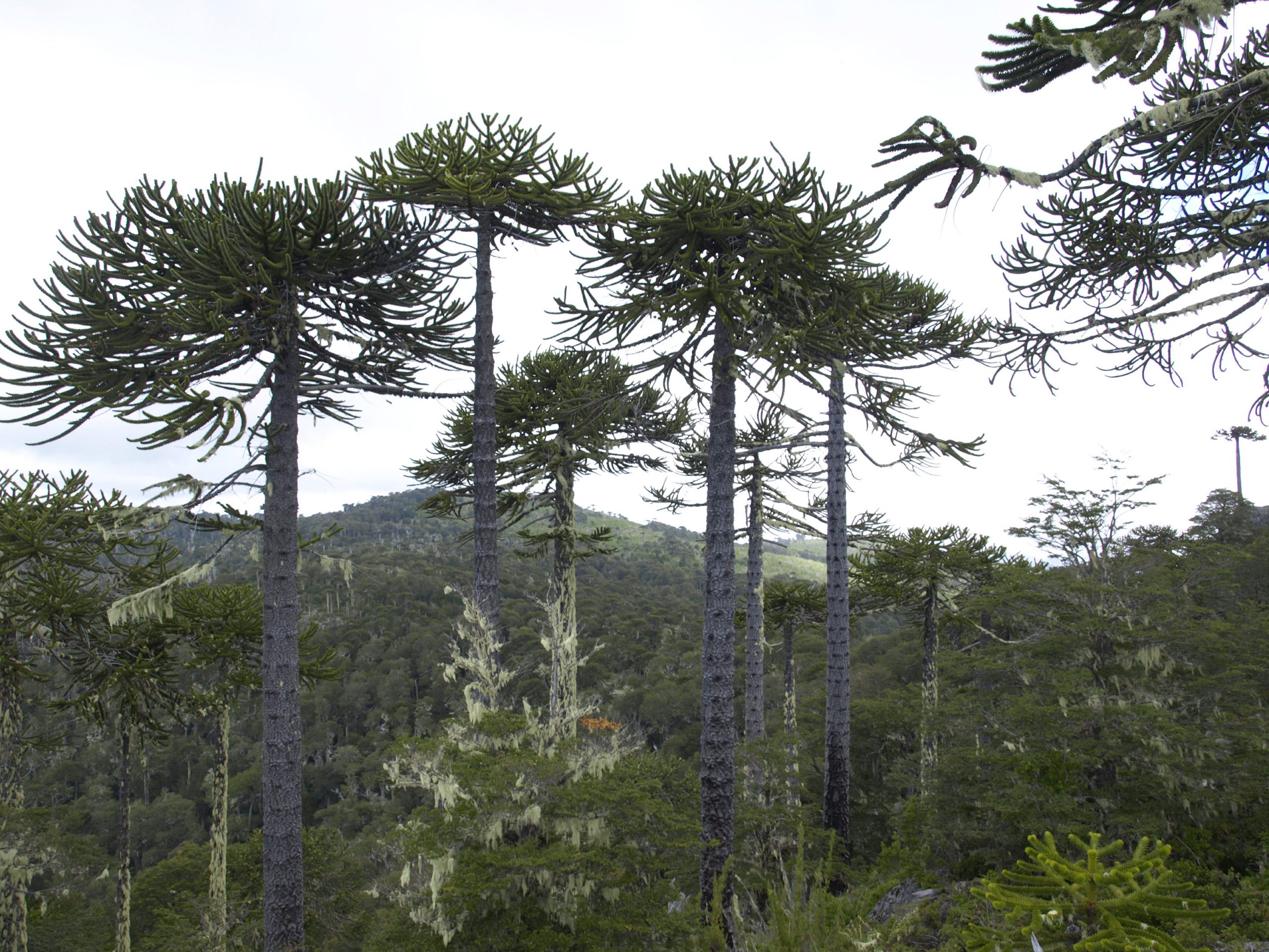 Comunidad Mapuche en Nahuelbuta lucha para salvaguardar la cordillera de empresas forestales