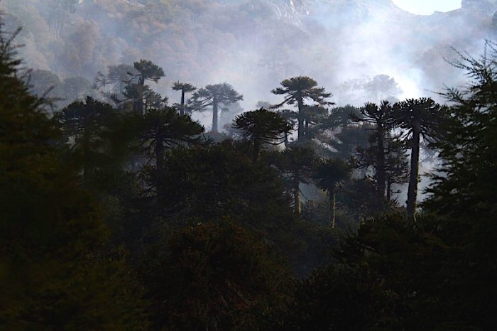 Chile se impone 303 metas para lograr el objetivo de ser carbono neutral y resiliente al cambio climático al año 2050