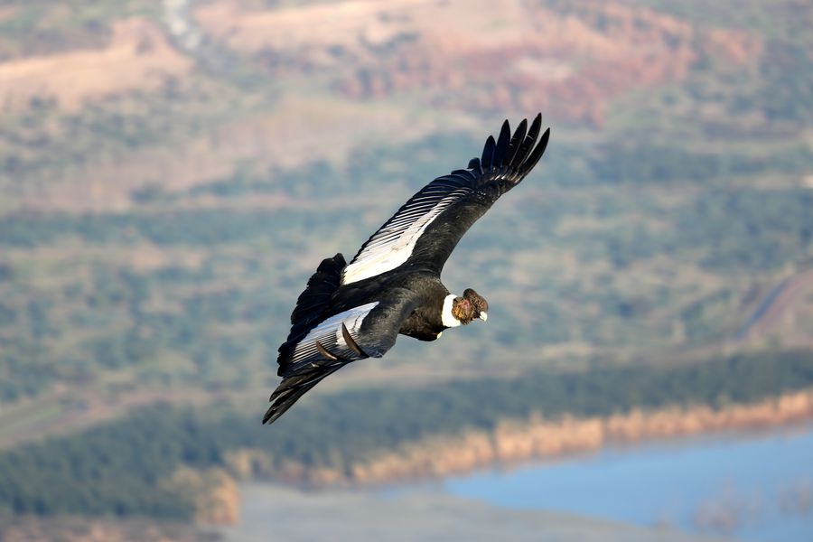 La protección de la biodiversidad ya no puede esperar