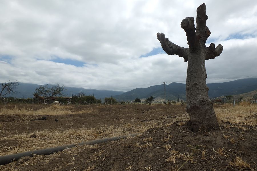 Petorca: Vivir la pandemia en medio de la peor sequía en 700 años