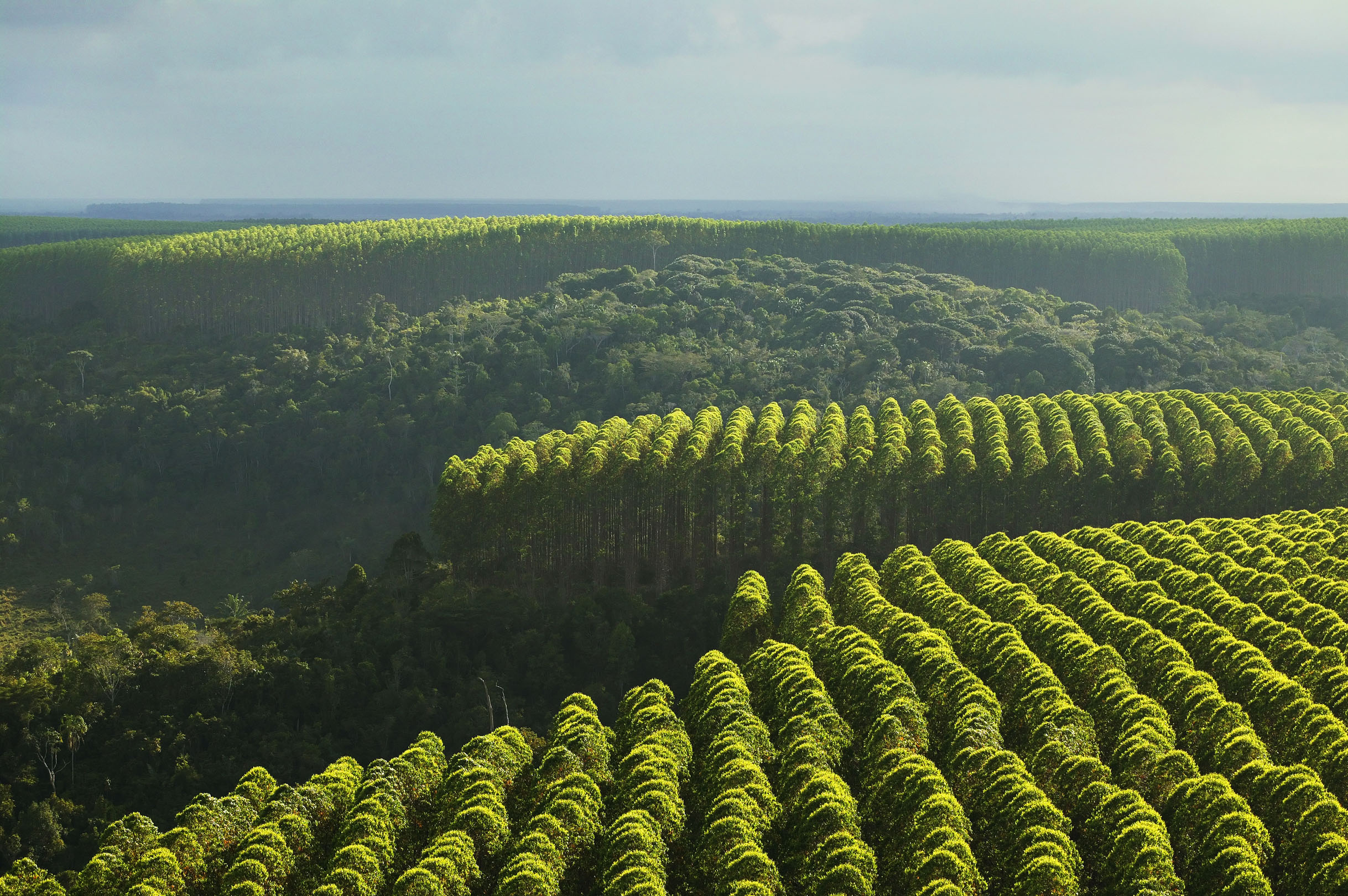 Consejo Superior de Investigaciones Científicas concluye que plantaciones forestales alteran el ciclo de nitrógeno en la costa chilena