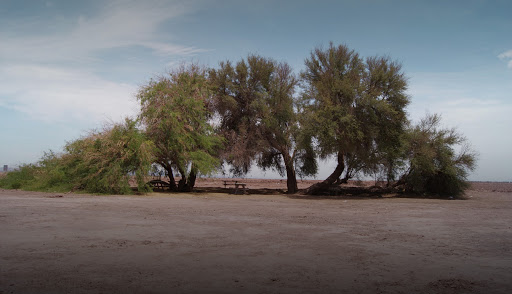 Detectan tala ilegal al interior de la Reserva Nacional Pampa del Tamarugal